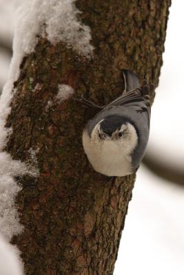 white-breasted nuthatch 048.jpg