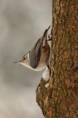 white-breasted nuthatch 049.jpg