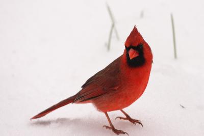 cardinal 026.jpg