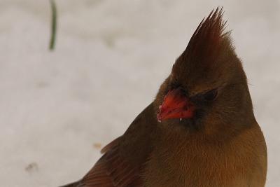 cardinal 030a.jpg