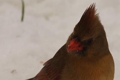 cardinal 030a.jpg