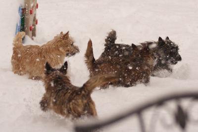 g3/33/530733/3/53344192.snowdoggies20051209001.jpg