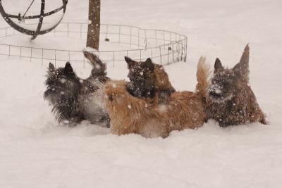 g3/33/530733/3/53344196.snowdoggies20051209002.jpg