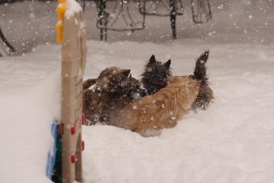 g3/33/530733/3/53344200.snowdoggies20051209004.jpg