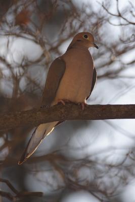 mourning dove 009.jpg