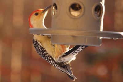 red-bellied woodpecker 010.jpg