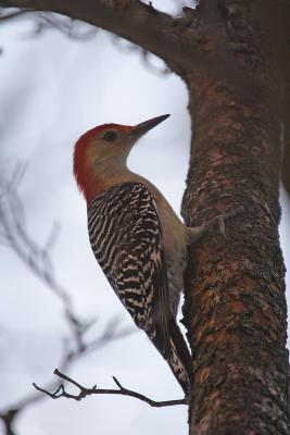 red-bellied woodpecker 011.jpg