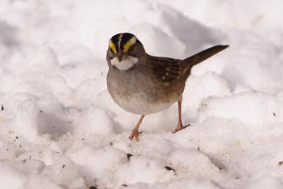white throated sparrow 019.jpg