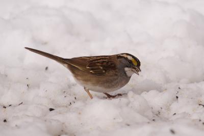 white throated sparrow 020.jpg