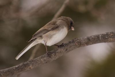 dark-eyed junco 040.jpg