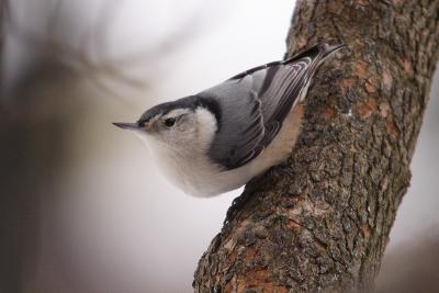 white-breasted nuthatch 050.jpg