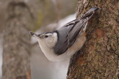white-breasted nuthatch 051.jpg