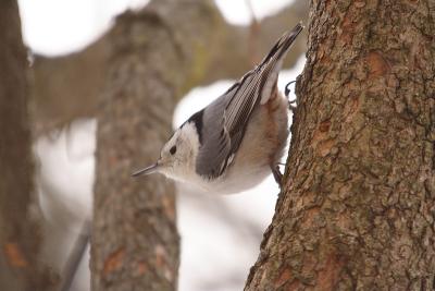white-breasted nuthatch 052.jpg