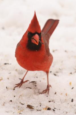 cardinal 035.jpg