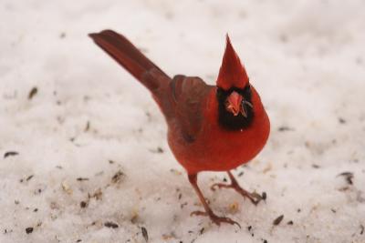 cardinal 039.jpg