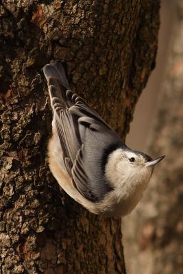 white-breasted nuthatch 053.jpg
