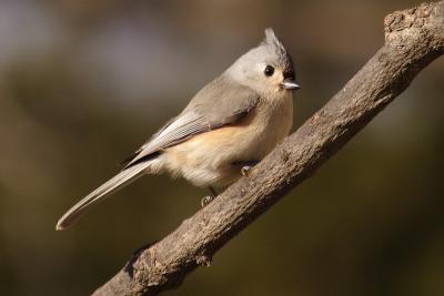 tufted titmouse 033.jpg