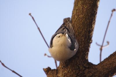 white-breasted nuthatch 054.jpg