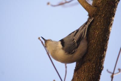 white-breasted nuthatch 055.jpg
