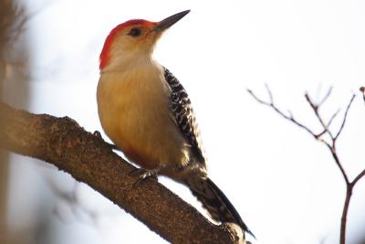 red-bellied woodpecker 012.jpg