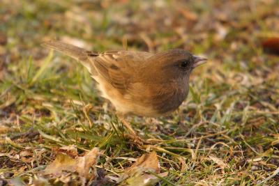 dark-eyed junco 044.jpg