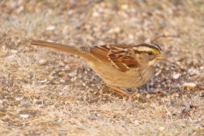 white throated sparrow 021.jpg