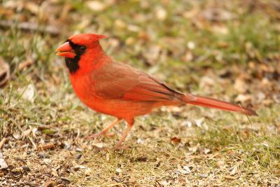 cardinal 042.jpg