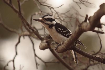 hairy woodpecker 002.jpg