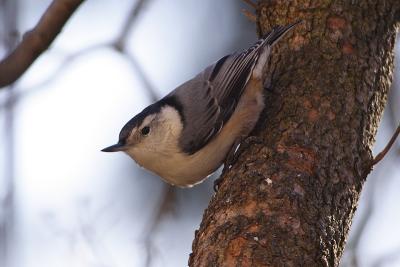 white-breasted nuthatch 057.jpg