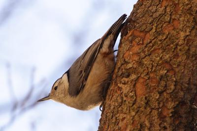 white-breasted nuthatch 058.jpg