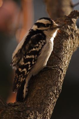 downy woodpecker 045.jpg