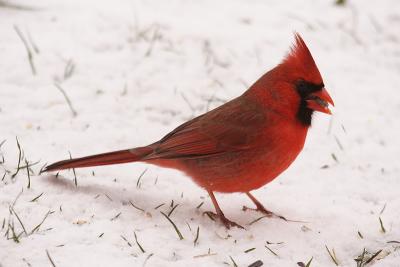 cardinal 051.jpg