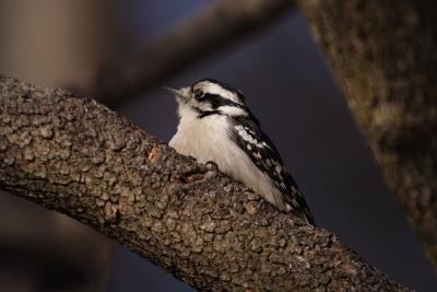 downy woodpecker 051.jpg