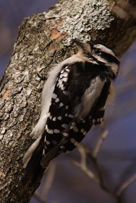 downy woodpecker 053.jpg