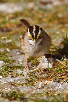 white throated sparrow 022.jpg