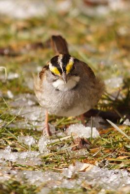 white throated sparrow 023.jpg