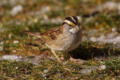 white throated sparrow 024.jpg