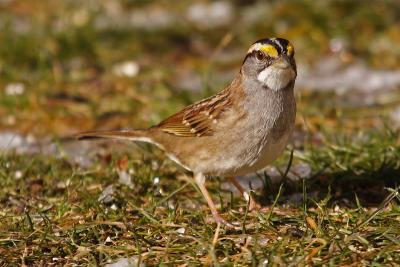 white throated sparrow 025.jpg