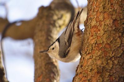 white-breasted nuthatch 059.jpg