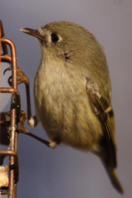 ruby-crowned kinglet 004.jpg