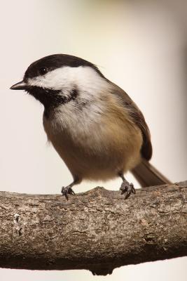 chickadee 076.jpg