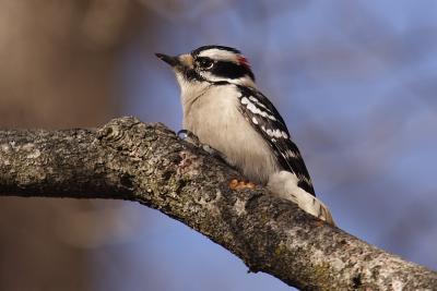 downy woodpecker 055.jpg