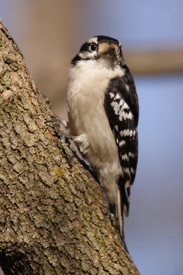 downy woodpecker 058.jpg