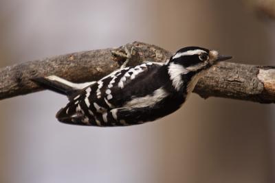downy woodpecker 059.jpg