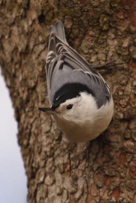 white-breasted nuthatch 062.jpg