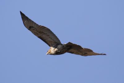 Red-tailed hawk