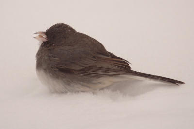 dark-eyed junco 049.jpg