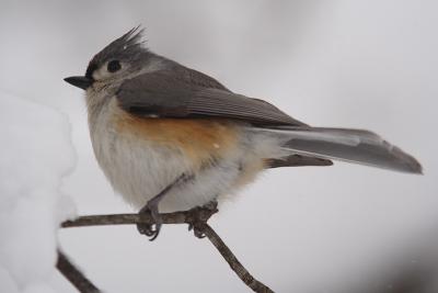 tufted titmouse 039.jpg