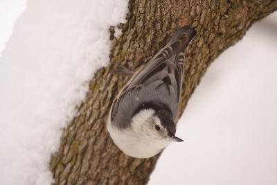 white-breasted nuthatch 063.jpg