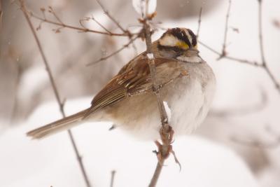 white throated sparrow 026.jpg